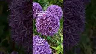 Garden paradise, giant Alliums. #shortsfeed  #shortvideo  #nature  #garden #garten #allium #healing