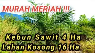 Jual Kebun Sawit & Lahan Kosong, 500M dari Jalan Provinsi Lokasi Sajinganbesar dekat Aruk Kalimantan