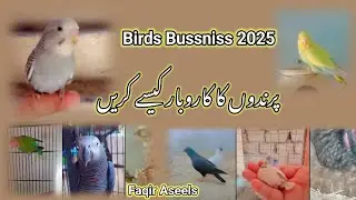 How to Birds business ideas 2025|Start Birds Bussniss and Eran money Birds business ideas/Parrots