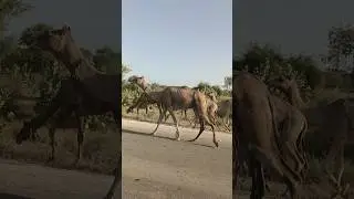 Camels 🐪 walking on a road in Desert // #shorts #viral #camels