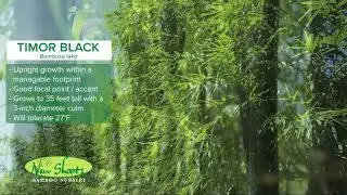 Timor Black Bamboo - Bambusa lako