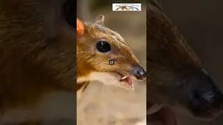 Mouse Deer: The World&rsquo;s Smallest Deer