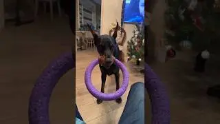 Doberman Sever #doberman #доберман #доберманы #dobermantraining #суперсобака #dogshorts #харьков