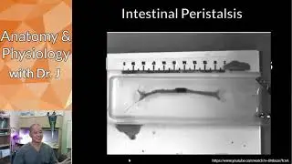 PHYL 142 | Digestive | Peristalsis, Segmentation, & Mass Movement