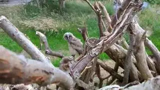 Jonge Ransuil met geluid van jong en de ouder.