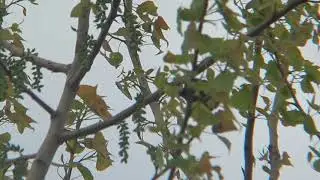 Orchard Oriole call notes