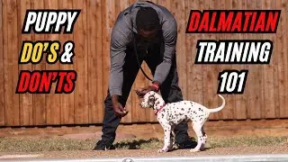 Puppy Do's And Don'ts: Dalmatian Training 101