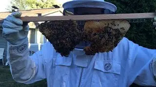 Top Bar Hive Comb Saver - Honey Bees - 7/17/18
