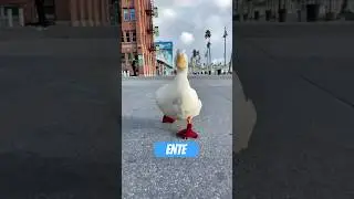 Diese Ente schl&auml;ft mit einem Auge offen &ndash; und hasst dein verdammtes Brot