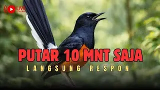 🔴LIVE 47- Murai Batu Auto Ngerespon - Cocok Untuk Masteran Harian Pagi, Siang & Malam