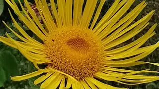 Inula helenium ή Ί&nu;&omicron;&upsilon;&lambda;&alpha; &eta; &epsilon;&lambda;έ&nu;&iota;&omicron;&sigmaf;