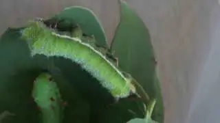 Emperor gum moth caterpillar