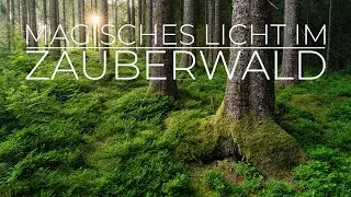 Suche nach dem Zauber des Schwarzwalds - Landschaftsfotografie VLOG