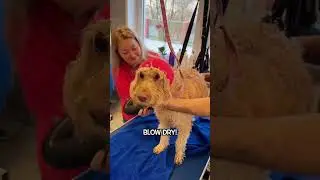 Dog Grooming in Vilseck Germany: Luxury Pet Spa (Just Mine)