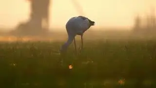&ldquo;Golden marshes, gentle grace.&rdquo; Asian Openbill 
