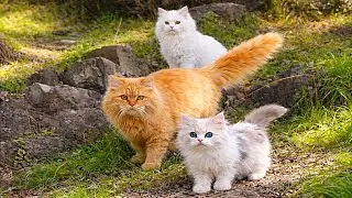 A Peaceful Morning Walk with Mano Cat and Sharo 🌿🐱 | Exploring the Forest