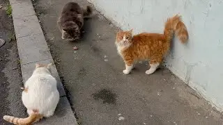 Observing the subtle dynamics of stray cats sharing a chicken meal