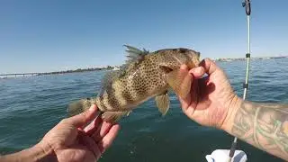 Fishing Hookup baits San Diego bay Spotted Bay Bass