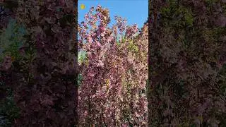 Calgary Spring Time #shortsvideo #viralvideos #spring #cherryblossoms