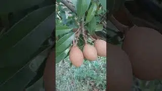 Sapota fruit tree #gardening
