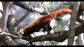 Red Panda Fun