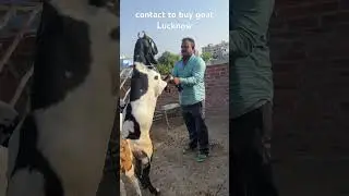 #lucknow #bakra #bakramandi
