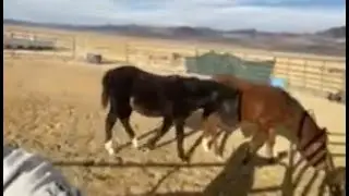 A Safe Haven for Two Young Mustangs: Meet Gypsy & Outlaw | BlueFeather Horse Sanctuary