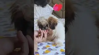 Ши-тцу много едят?