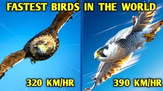 10 Fastest Flying Birds in the World