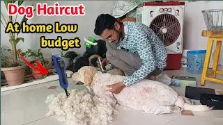 dog hair grooming at home / dog hair trimmer 😯