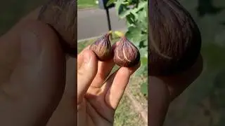Teramo - One of the Best Figs of 2024 #fig #figtree #figboss #gardeningtips #fruittrees