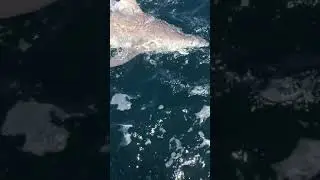 Shimano Tiagra 50w LRSA catching bull shark