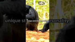 Ngamba Island: Uganda's Chimpanzee Haven #NgambaIsland #ChimpanzeeSanctuary #Uganda