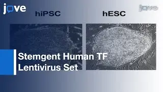 Generation: Induced Pluripotent Stem Cells By Reprogramming Human Fibroblasts l Protocol Preview