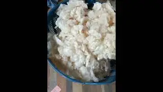 How to separate Kapok Seeds #kapok #kapokseeds #seeds #shorts #short #shortvideo