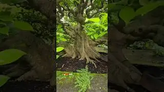 🔥🔥 Sangat ISTIMEWA 🤤🤩🤩 Bonsai kimeng Super🤤 kakinya ngeri🤤🤤 Mr. Oka Sunarya #bonsai #bonsaiindonesia