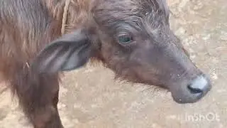Bufellow milking full video#youtubevideo#bufellomilk#nature#trending