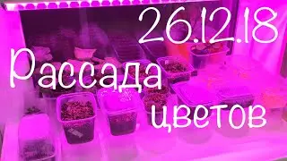 Рассада цветов 26.12.18 обзор