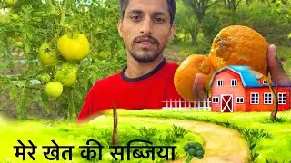 मेरे खेत की सब्जिया और फसले 🥦🙏🏻