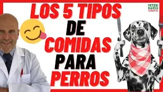 ✅ LOS 5 TIPOS DE COMIDA o ALIMENTOS PARA PERROS ✅(SECA, H&Uacute;MEDA, DESHIDRATADA, BARF, LIOFILIZADA)