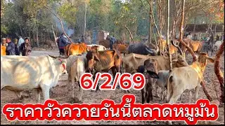 ชมบรรยากาศตลาดนัดโคกระบือหมูม้น อ.นาทม จ.สกลนคร#ราคาวัววันนี้ 6/2/69