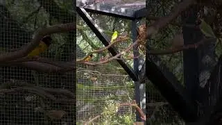 Large outdoor mix bird aviary #birds #bird #nature #animal #animals #pets