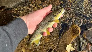 Fall Fly Fishing for Wild Trout