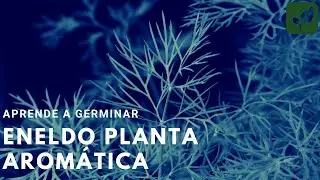 CÓMO GERMINAR ENELDO