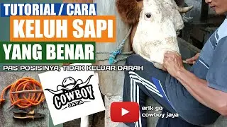 CARA KELUH SAPI YANG BENAR‼️ POSISI TEPAT TIDAK BERDARAH‼️ #peternakpemula #sapipotong