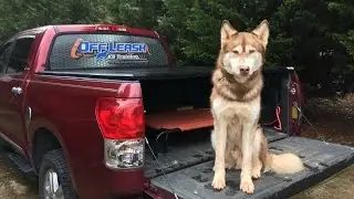 2 Year Old Husky 
