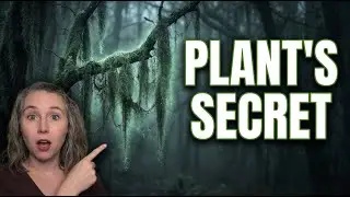 Spanish Moss Explained | Epiphytes and Air Plants in Ecology
