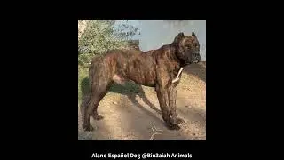 Alano Español Dog @Bin3aiah Animals