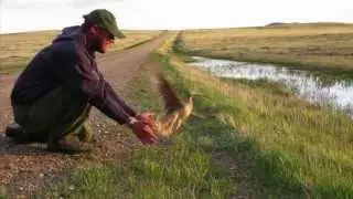 Point Blue: Conservation Science for a Healthy Planet