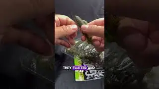 Googan Bandito bug review #fishing #howtotexasrig #fishingwithLjay #googanbaits #howtofish